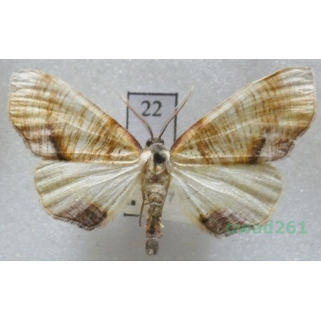 Plagodis dolabraria (Linnaeus, 1767) Czech22
